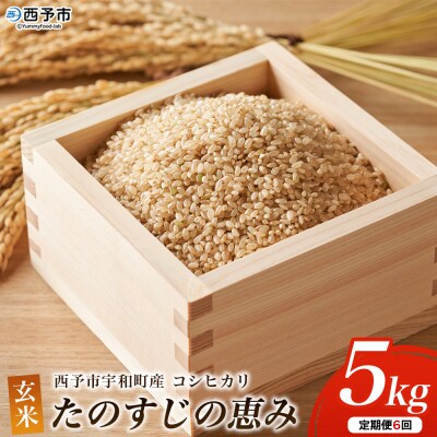 新米(6回定期便) <令和8年産 コシヒカリ「たのすじの恵み」玄米 5kg 西予市宇和町産>