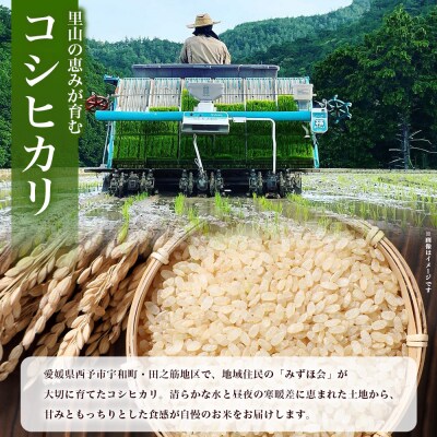 新米(6回定期便) <令和8年産 コシヒカリ「たのすじの恵み」玄米 5kg 西予市宇和町産>