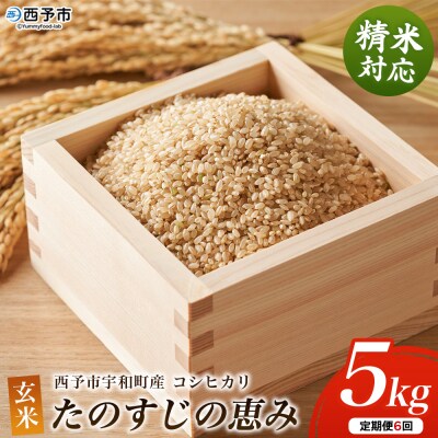 新米(6回定期便) <令和8年産 コシヒカリ「たのすじの恵み」玄米 5kg(精米対応済)宇和町産>
