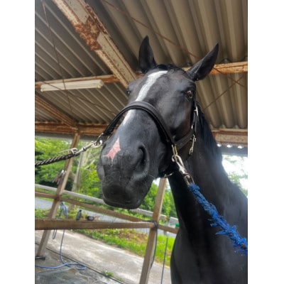 馬匹の預託・トレーニングチケット(1.5万円分)※利用するには会員になる必要があります。