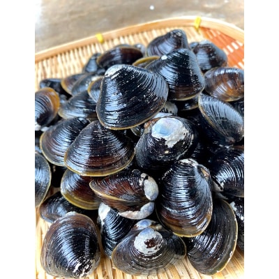 濤沸湖産 大粒しじみ貝(砂出し済み) 400g×2 ＜網走加工＞