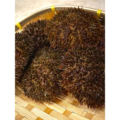 【2024年3～7月発送】網走産 生エゾばふんうに 冷蔵100g×2パック(板折)【期間限定】