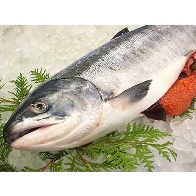 網走産　いくら醤油漬　500g(鮭卵)