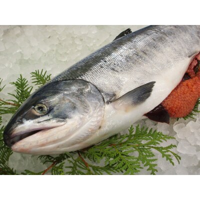 【さとふる限定】【網走産】いくら醤油漬　合計1000g(100g×10パック)