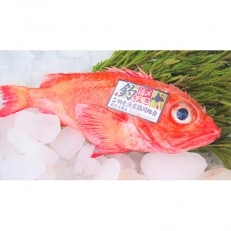 【網走産】高級ブランド釣きんき 1尾