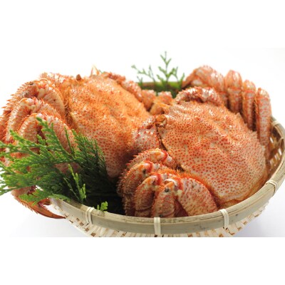 三特茹で毛ガニ約580g×2尾＜網走産＞