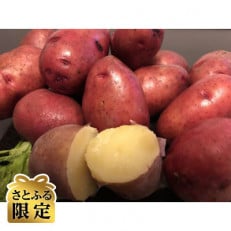 【さとふる限定】秋の収穫北あかり、レッドムーン合計10kg