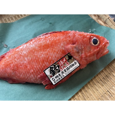 【期間限定】釣りキンキ1尾(約600g)冷蔵便届け
