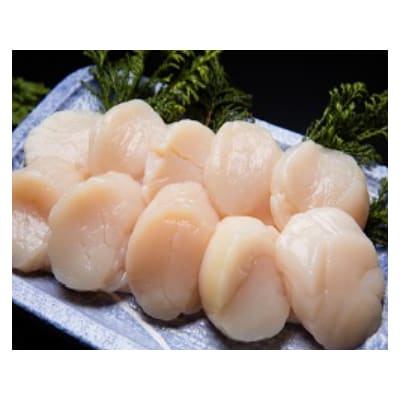 オホーツク　お刺身帆立2.4kg　北海道網走市産