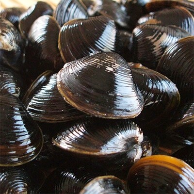 北海道 網走湖産 冷凍しじみ 500g×2