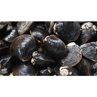 北海道網走湖産 冷凍 シジミ 500g x 6袋入(砂抜き済み)