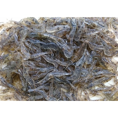北海道網走湖産　えびの佃煮　500g×2箱セット