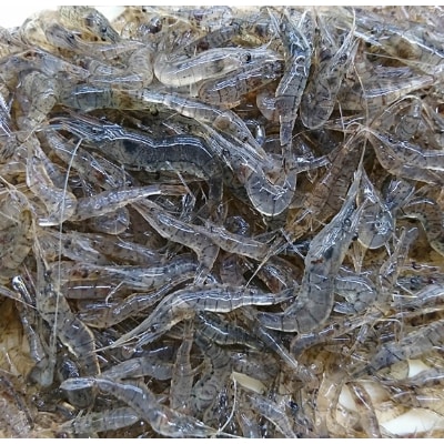 北海道網走湖産　えびの佃煮　100g×12個入り