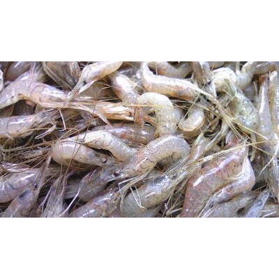 北海道網走湖産　わかさぎ佃煮12個&えびの佃煮12個セット