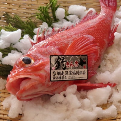 【網走産】高級ブランド釣きんき 1尾【2025年5月より発送】