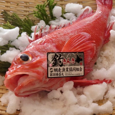 【網走産】”生”高級ブランド釣きんき 1尾【2025年5月より発送】