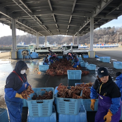 【極生食感】イバラガニ トロ刺し《200g×2p》約4～5人前