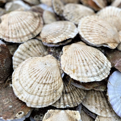 【チャック付きで便利】天然ほたて貝柱 北海道産(網走加工) 冷凍 1kg(60～80玉)×1袋