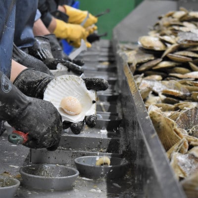 【チャック付きで便利】天然ほたて貝柱 北海道産(網走加工) 冷凍 1kg(60～80玉)×1袋