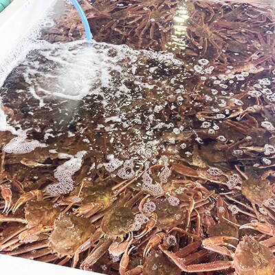 北海道産　冷凍生オオズワイガニポーション　300g×2(300gあたり13～18本)