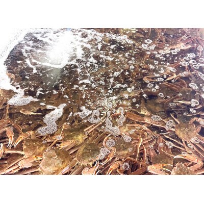 北海道産　冷凍ボイルおおずわいがにほぐし身 100g×6パック