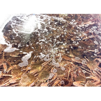 北海道産　冷凍ボイルおおずわいがにほぐし身 800g×3パック