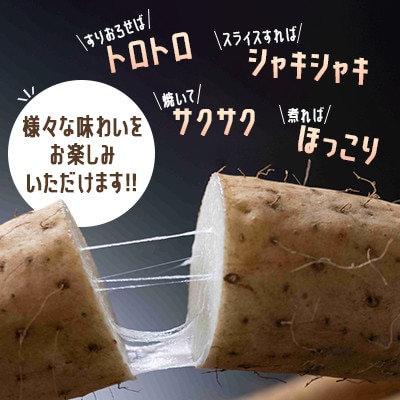 令和7年産　SUZUKI FARM　長いも　3kg(S～Mサイズ 6～7本)