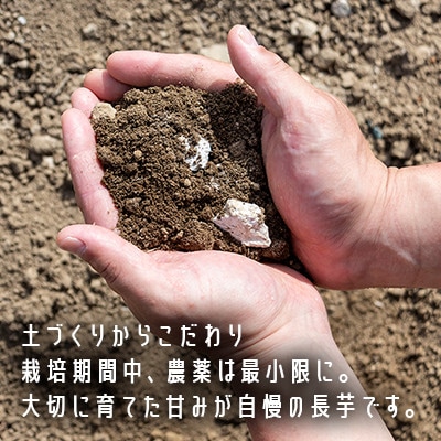 令和7年産　SUZUKI FARM　長いも5kg (L～2Lサイズ 7～8本)