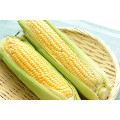 【北海道網走市】夜明け前とうもろこし(ゴールドラッシュ)10本(4.5kg前後)