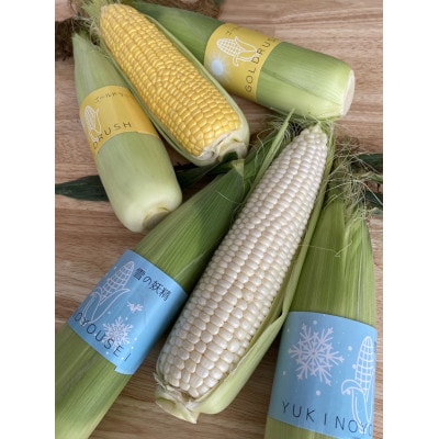 【北海道網走市】夜明け前とうもろこし食べ比べ　2種×各5本　計10本(4.25kg前後)