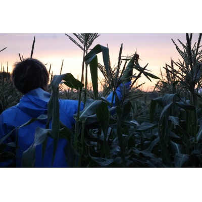 【北海道網走市】夜明け前とうもろこし食べ比べ　2種×各5本　計10本(4.25kg前後)