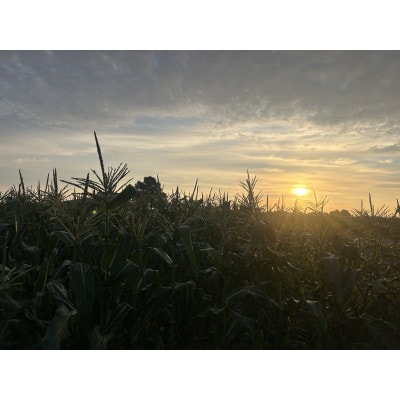 【北海道網走市】夜明け前とうもろこし食べ比べ　2種×各5本　計10本(4.25kg前後)
