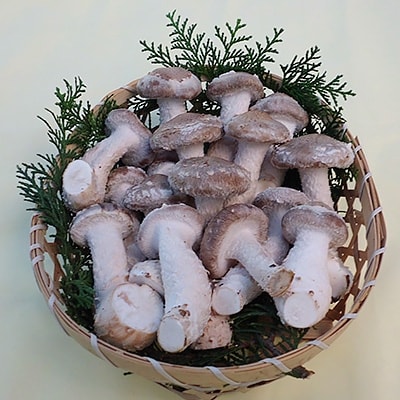 松キノコ　250g