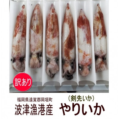 岡垣町波津漁港　お刺身用ヤリイカ(剣先イカ)4～6杯で合計700g【訳あり】(岡垣町)
