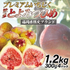 福岡県ブランドいちじく「博多とよみつひめ」4パック(約300g&times;4パック)(岡垣町)