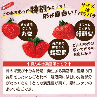 【2026年12月上旬～27年1月下旬発送予定】博多あまおう(冬)250g-270g×6P(岡垣町)