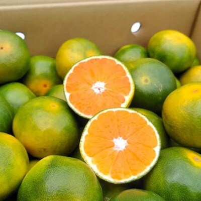 福岡産ブランドみかん・早味かん2kg(岡垣町)