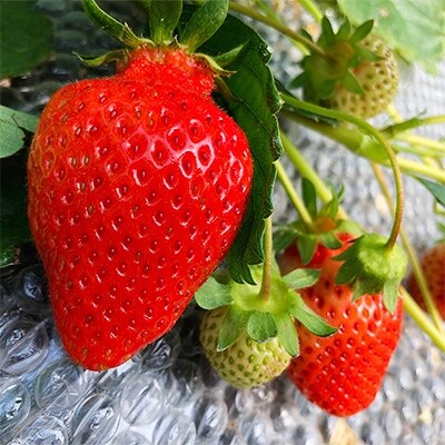 【産地直送】濃厚あまおう4パック【贈り物に嬉しいDX規格】