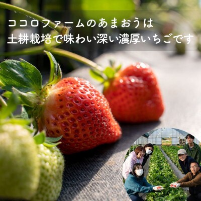 爽やか春あまおう【いちご】約285g×2パック【2026年2月下旬頃より発送開始】【産地直送】