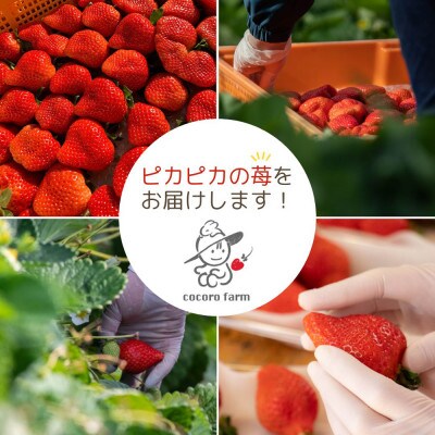 爽やか春あまおう【いちご】約285g×2パック【2026年2月下旬頃より発送開始】【産地直送】