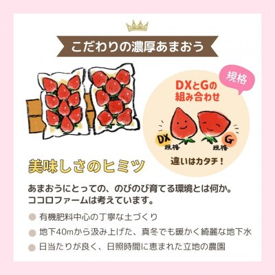 爽やか春あまおう【いちご】約285g×2パック【2026年2月下旬頃より発送開始】【産地直送】