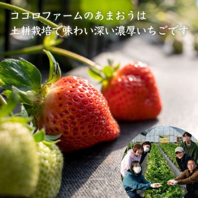 【先行受付 2026年1月発送開始】【さとふる限定】濃厚あまおうDX規格2パック【産地直送】