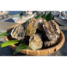 濃厚な旨味　宇島漁港直送　豊築漁協「豊前海一粒かき」2kg