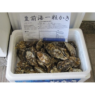 濃厚な旨味　宇島漁港直送　豊築漁協「豊前海一粒かき」3kg