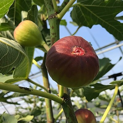 「福岡県豊前市」 謹製 豊前いちじくスパークリング 95ml×9本