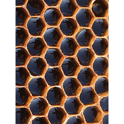 春の完熟はちみつ 里山(1kg×1瓶)