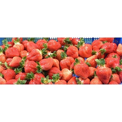 いちご【あまおう】 福岡県豊前市産 270g×4パック