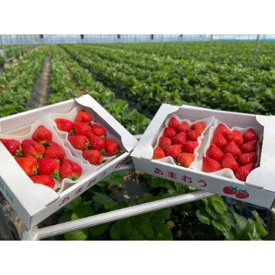 1月発送 いちご厳選デラックスg あまおう 福岡県豊前市産 270g以上 4パック お礼品詳細 ふるさと納税なら さとふる