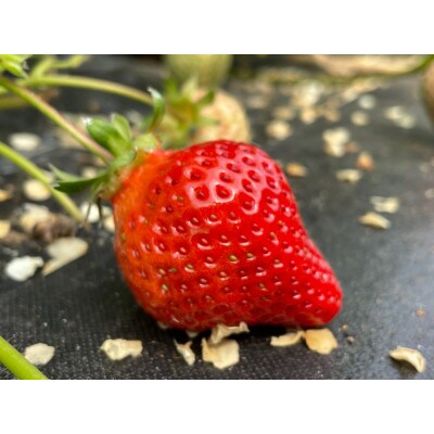 2月以降発送　いちご厳選デラックスG【あまおう】　福岡県豊前市産　270g以上×4パック