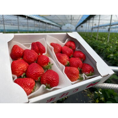 3月以降発送  いちご【あまおう】福岡県豊前市産　約270g×2パック